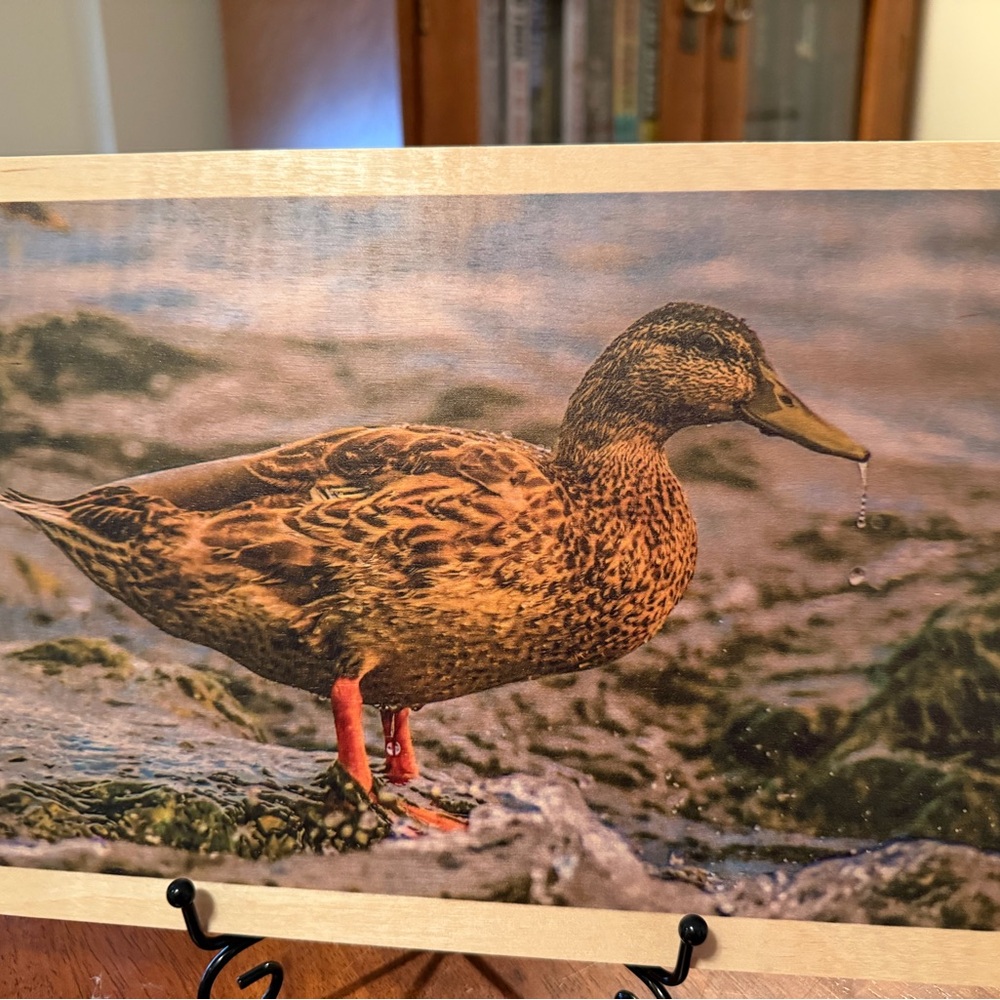 Mallard on 8x10 wood print| Local artist-Minnesota